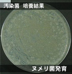 汚染菌　培養結果／ヌメリ菌発育