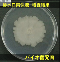 排水口爽快液　培養結果／バイオ菌発育